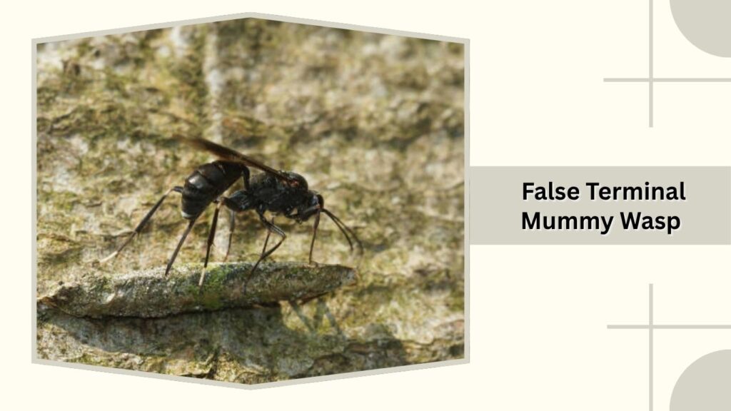  False Terminal Mummy Wasp 
