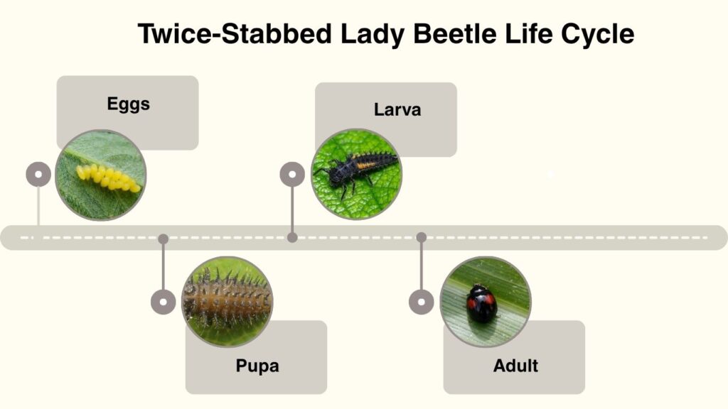 Twice-Stabbed Lady Beetle Life Cycle
