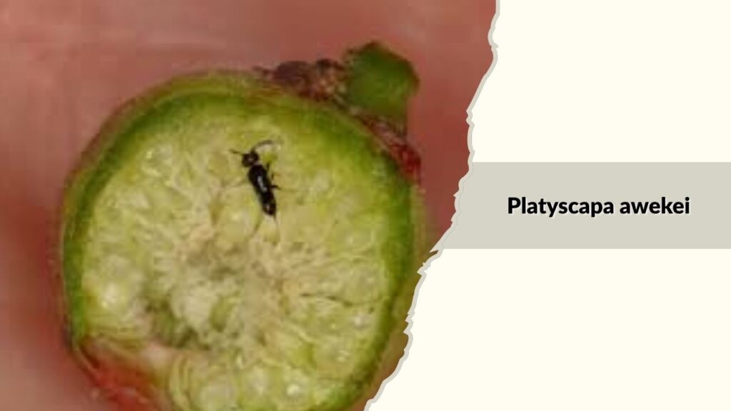 Platyscapa awekei