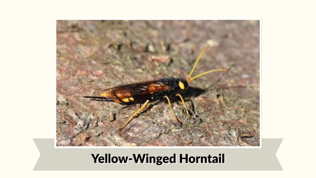 Yellow-Winged Horntail (Urocerus californicus)