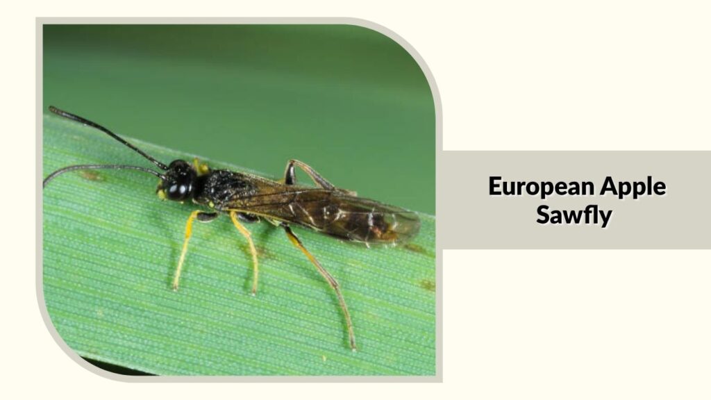  European Apple Sawfly