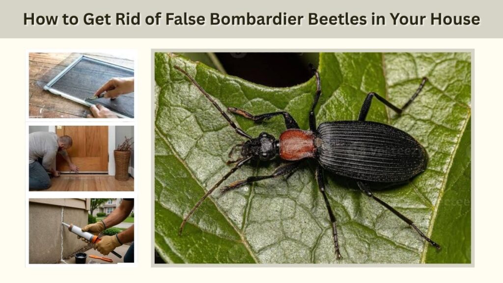 How to Get Rid of False Bombardier Beetles in Your House