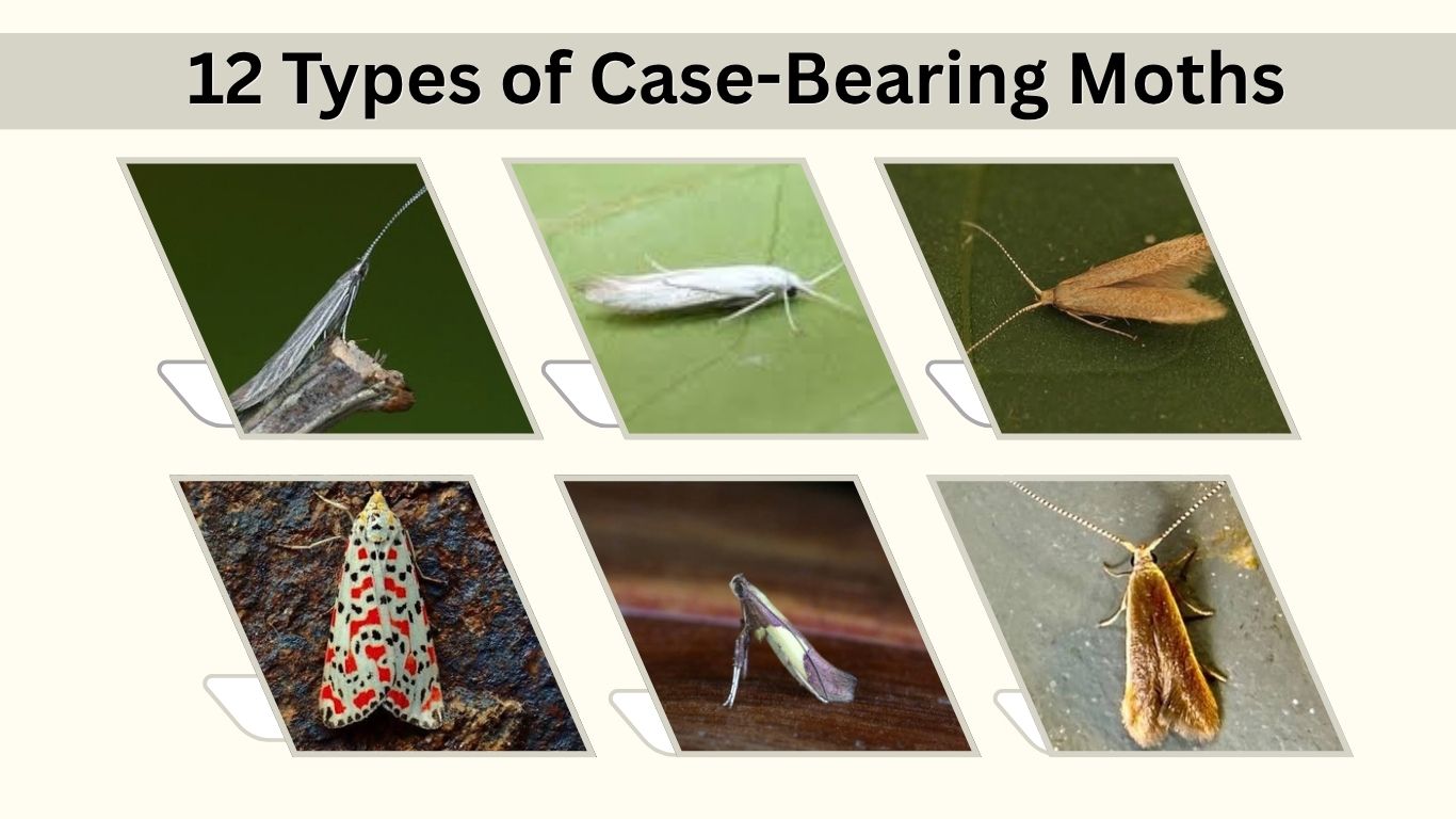 12 Types of Case-Bearing Moths: Id with Pictures & Facts