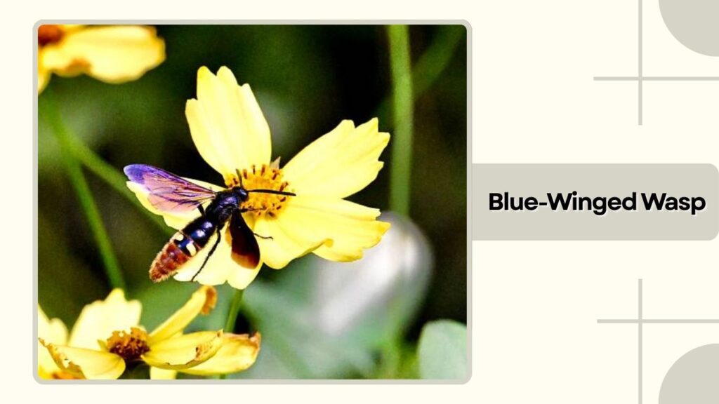 Blue-Winged Wasp