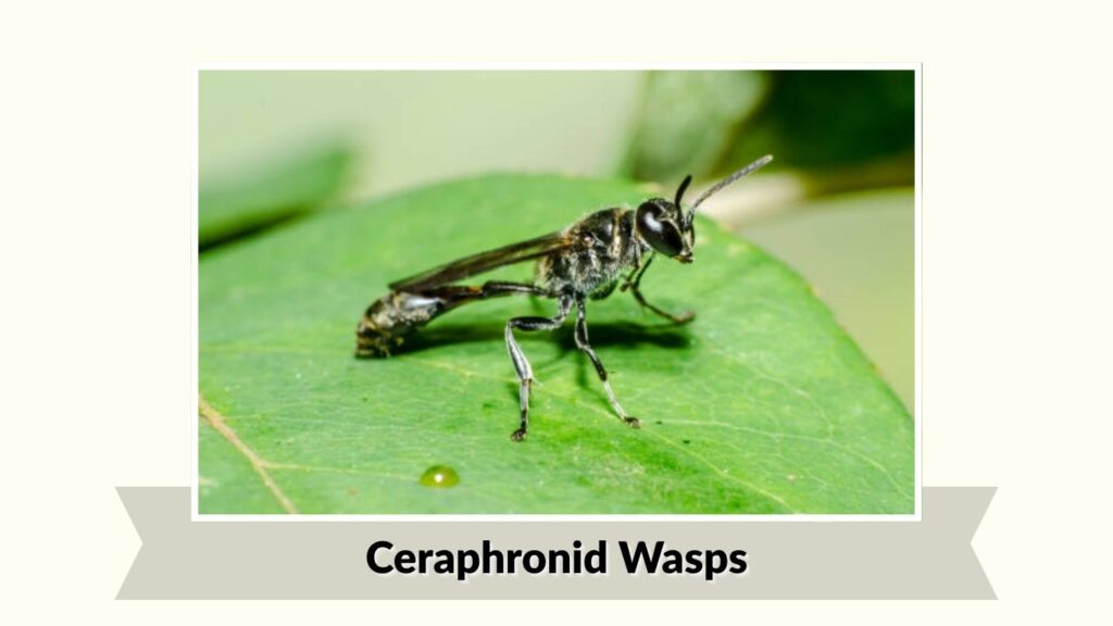Ceraphronid Wasps