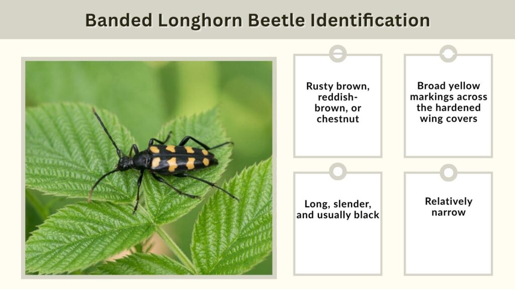 Banded Longhorn Beetle Identification