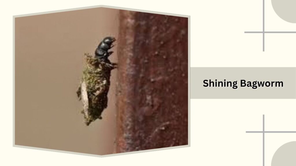 Shining Bagworm