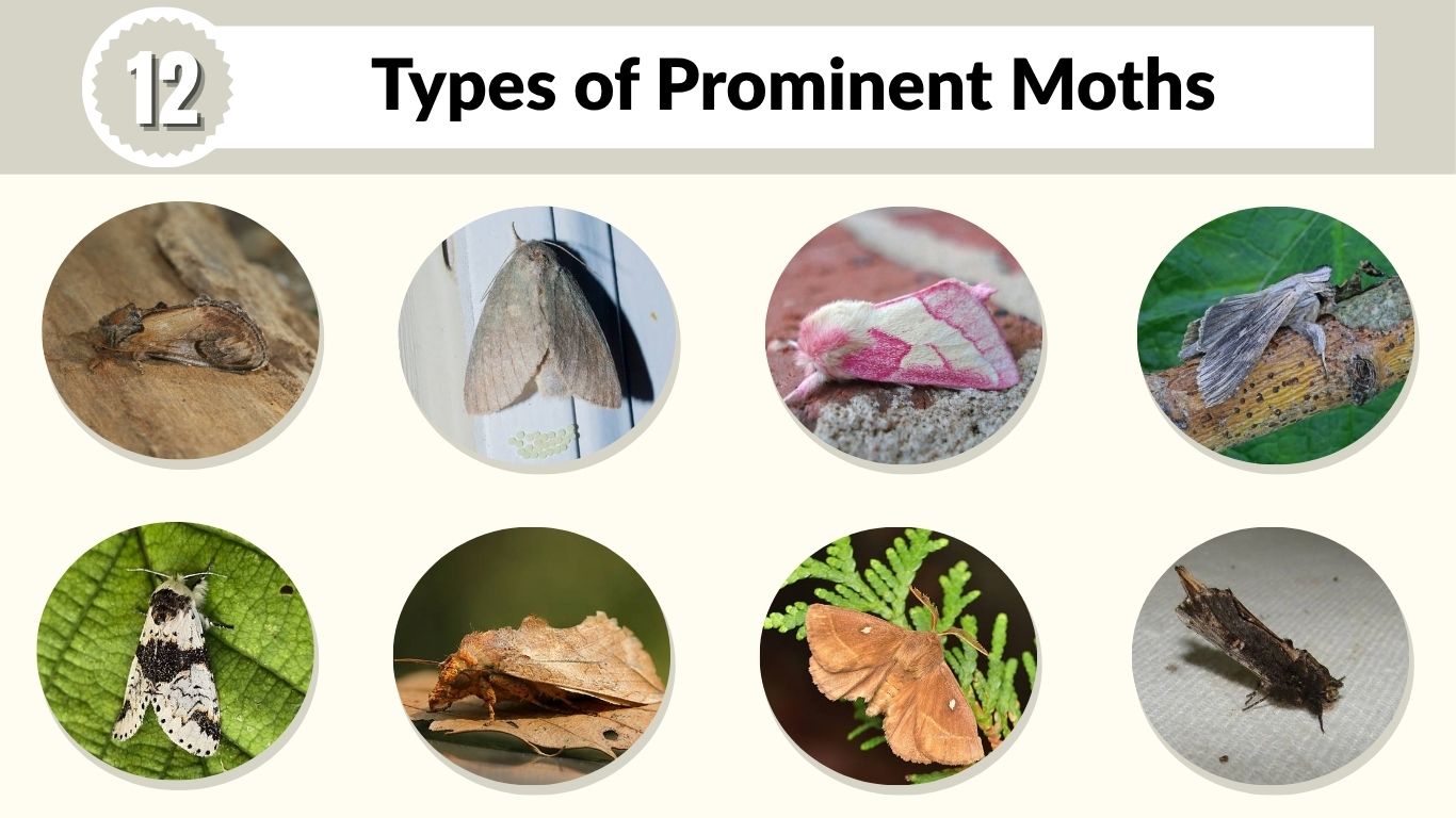 12 Types of Prominent Moths: Identification with Pictures