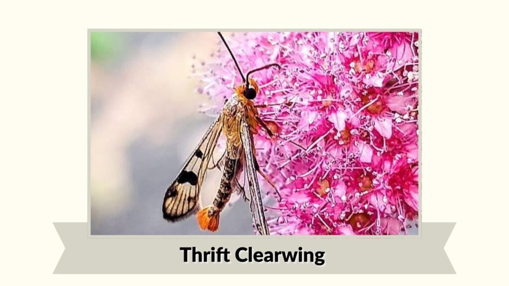 . Thrift Clearwing