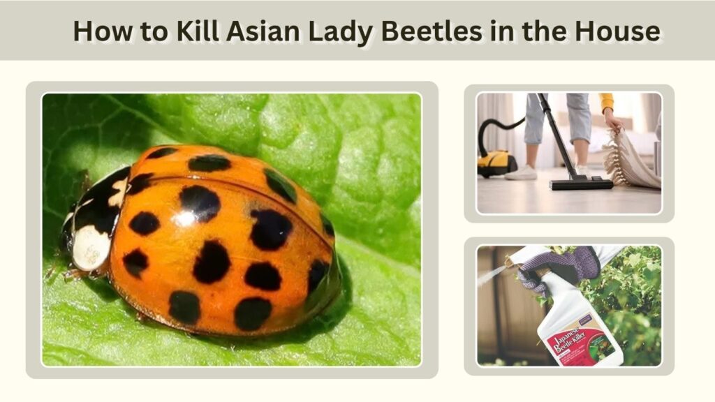 How to Kill Asian Lady Beetles in the House