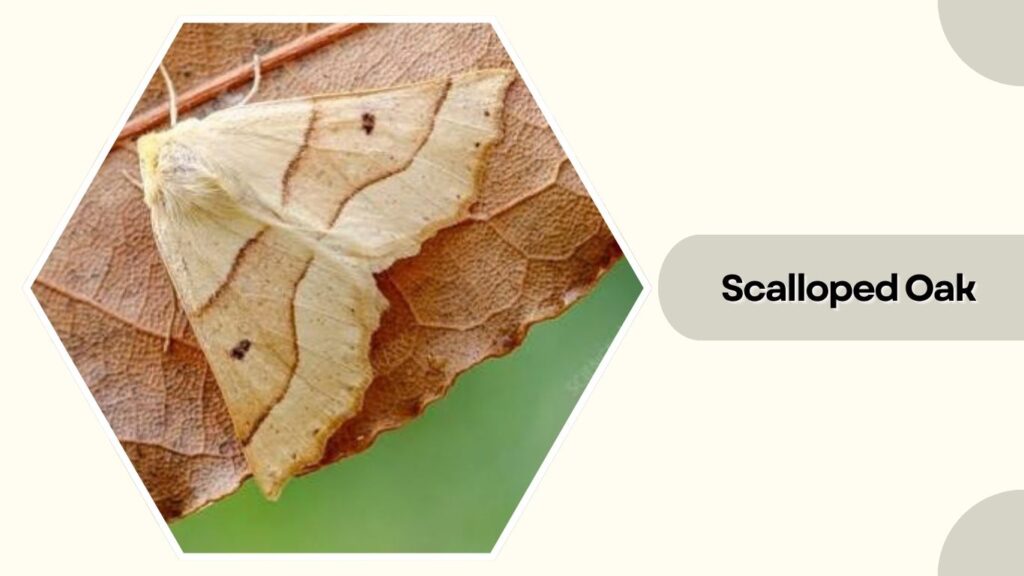 Scalloped Oak