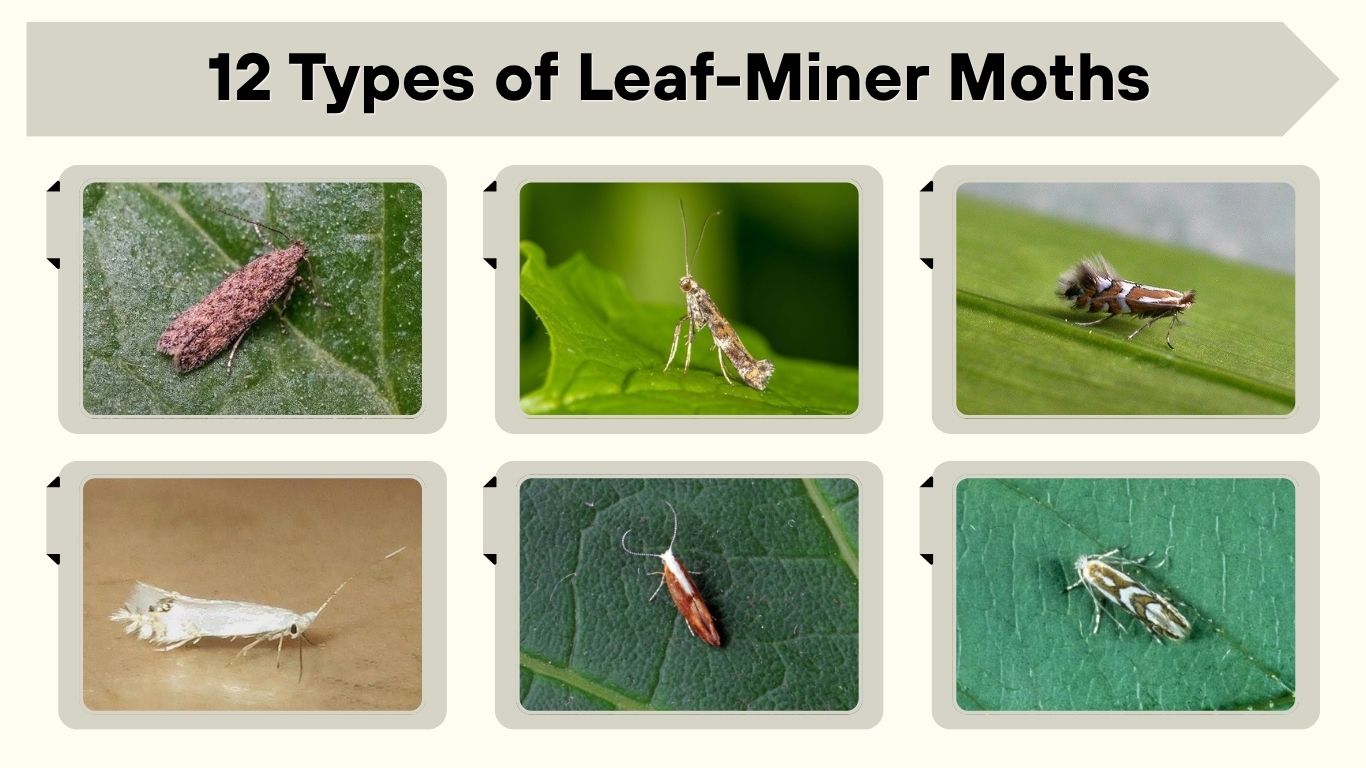 12 Types of Leaf-Miner Moths: ID with Pictures & Facts