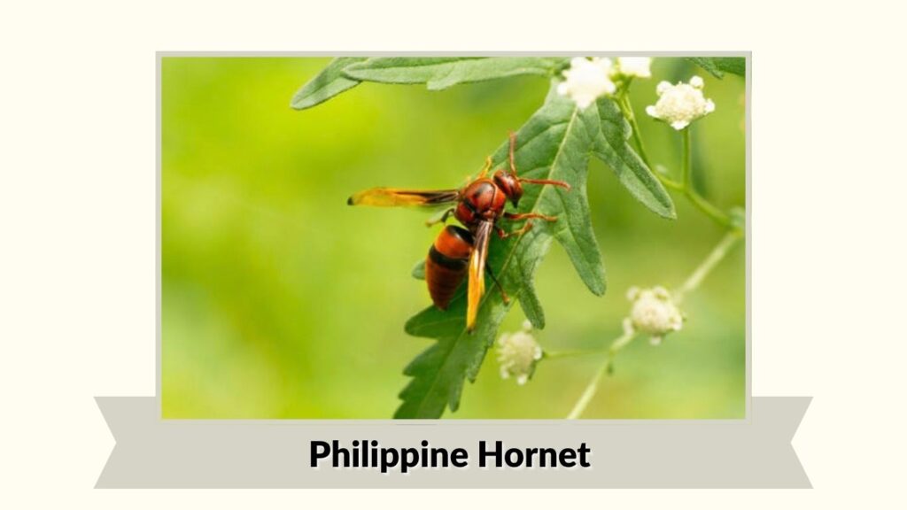  Philippine Hornet