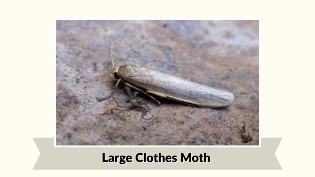 Large Clothes Moth
