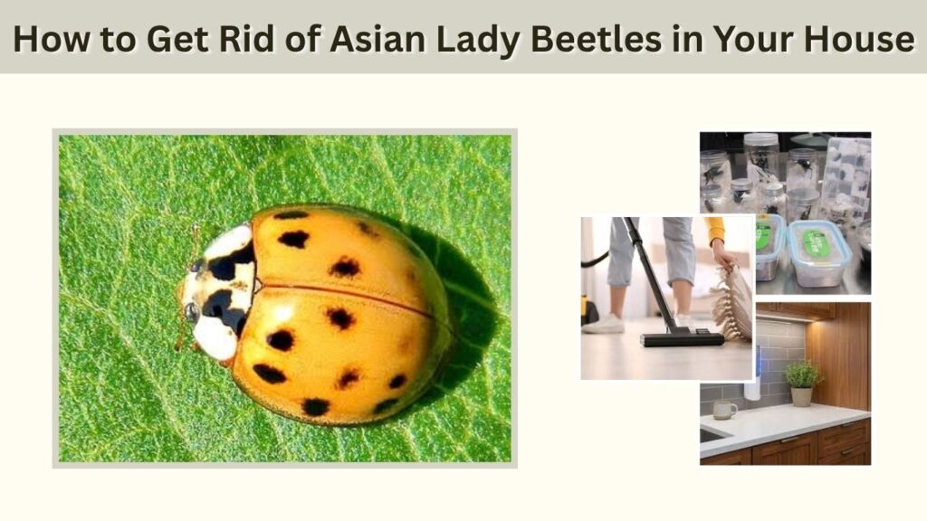 How to Get Rid of Asian Lady Beetles in Your House