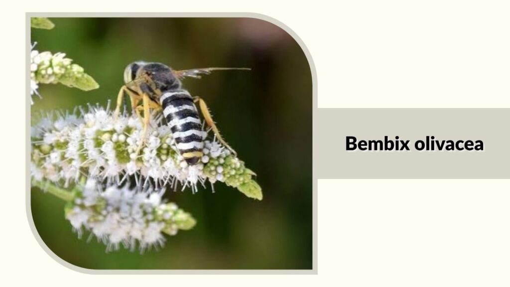 Bembix olivacea