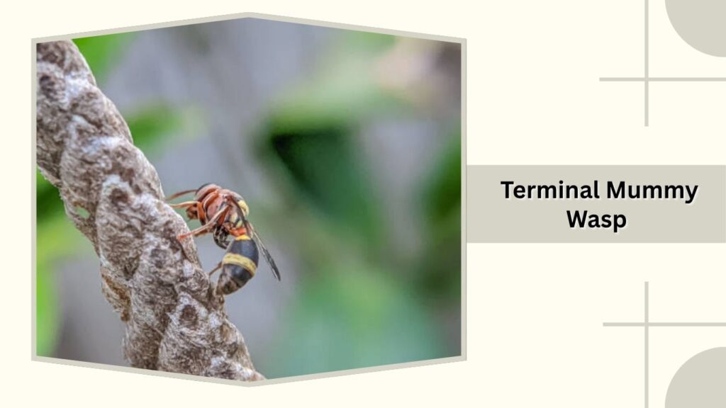 Terminal Mummy Wasp