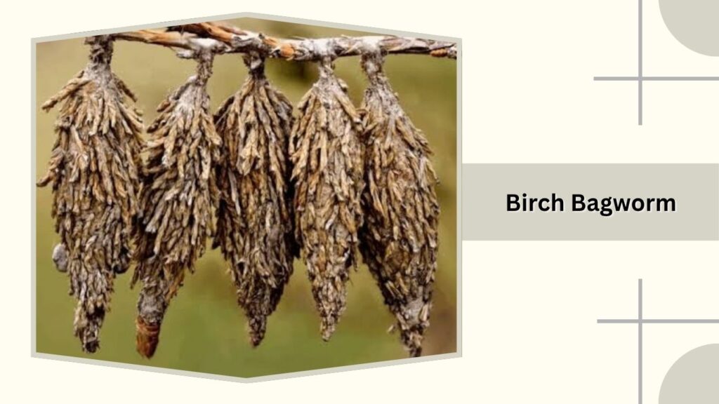 Birch Bagworm