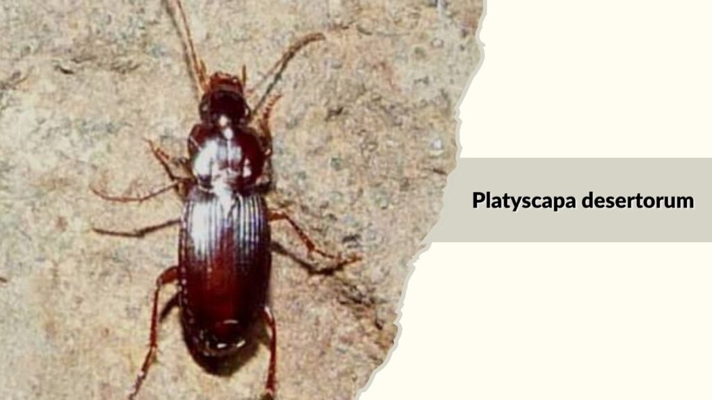 Platyscapa desertorum