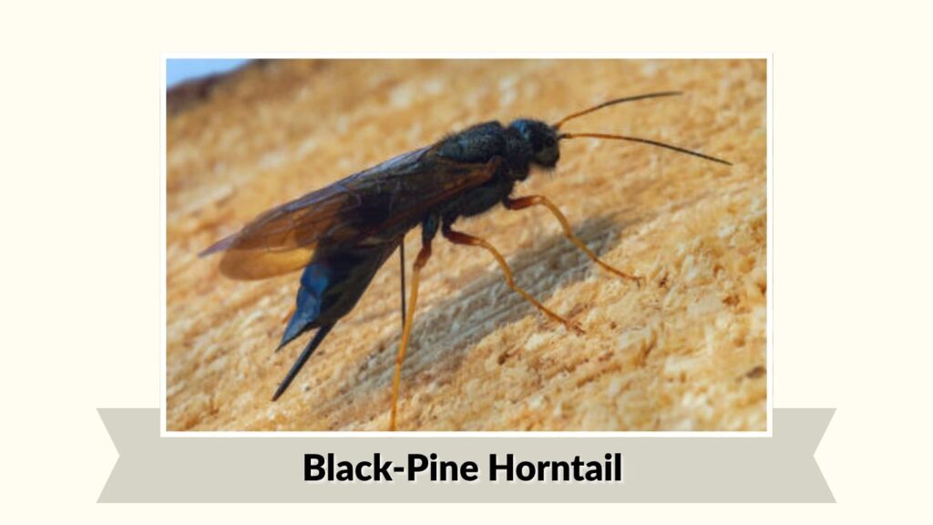 Black-Pine Horntail (Sirex nigricornis)