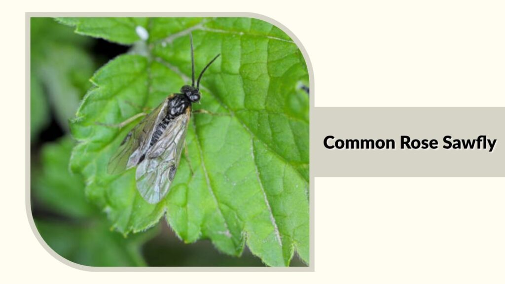 Common Rose Sawfly 