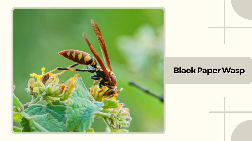Black Paper Wasp