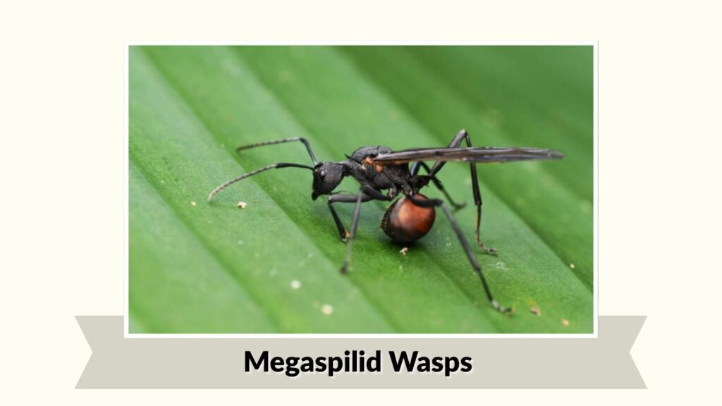 Megaspilid Wasps
