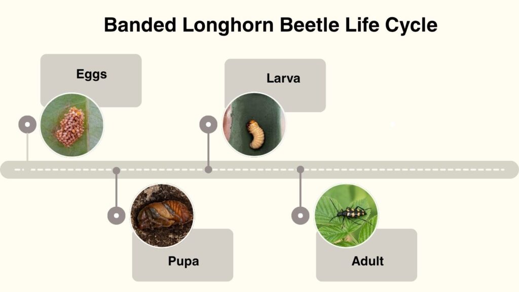 Banded Longhorn Beetle Life Cycle
