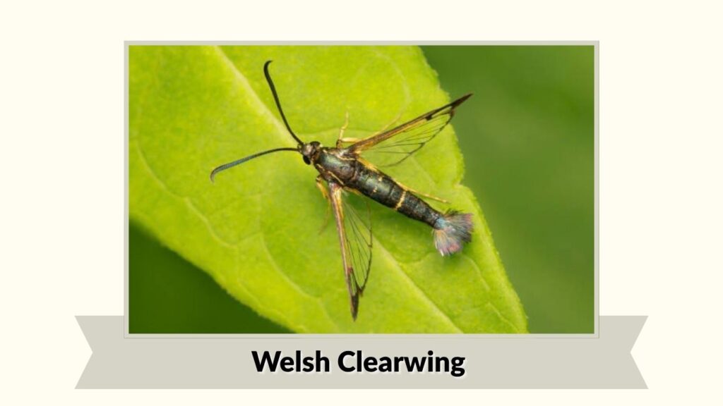 Welsh Clearwing