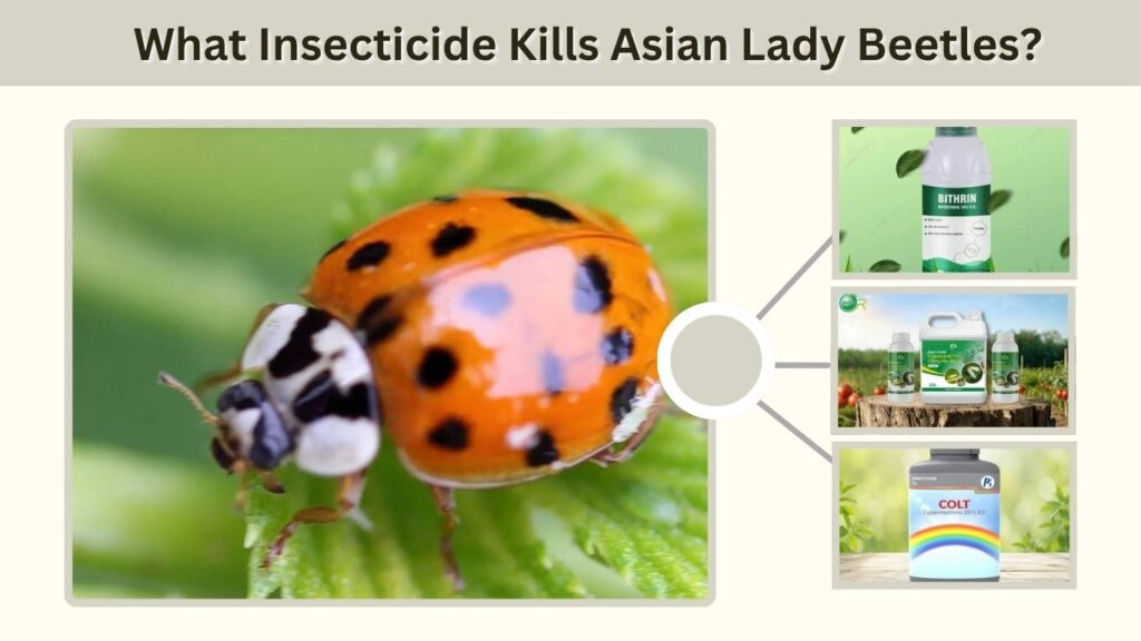 What Insecticide Kills Asian Lady Beetles?