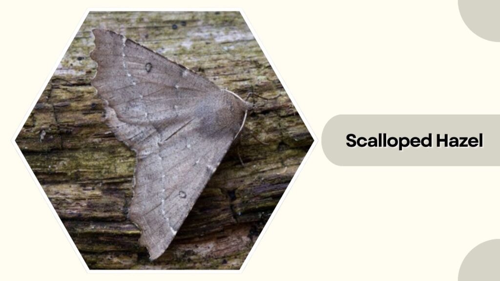 Scalloped Hazel