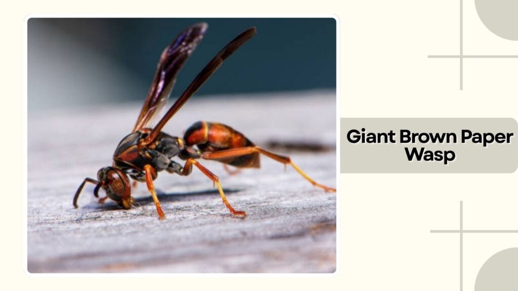  Giant Brown Paper Wasp