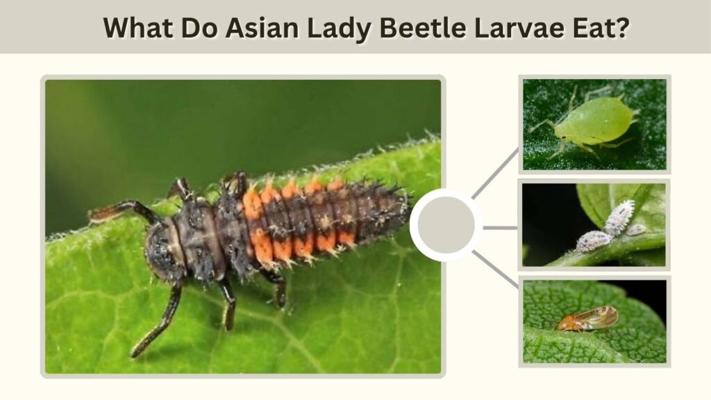 What Do Asian Lady Beetle Larvae Eat?