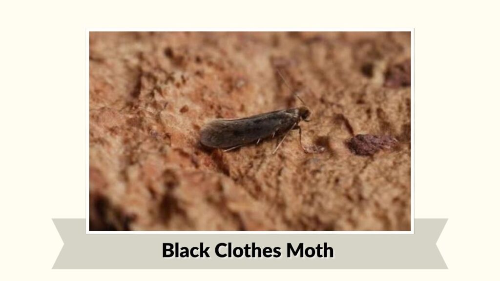Black Clothes Moth
