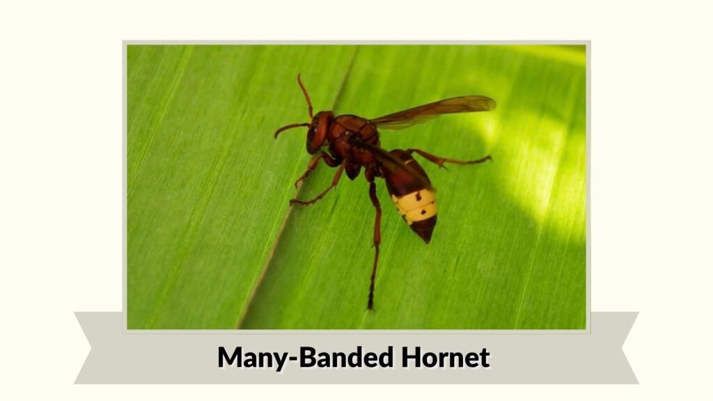  Many-Banded Hornet