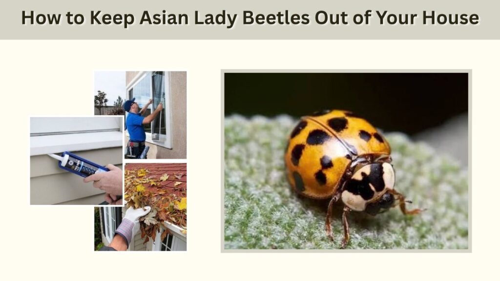 How to Keep Asian Lady Beetles Out of Your House