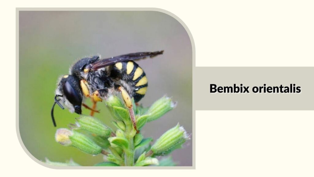 Bembix orientalis