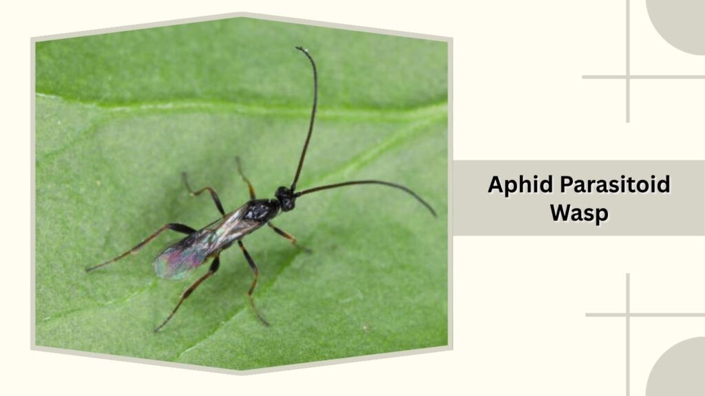  Aphid Parasitoid Wasp