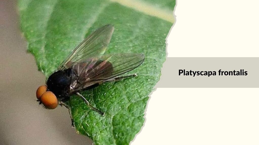 Platyscapa frontalis