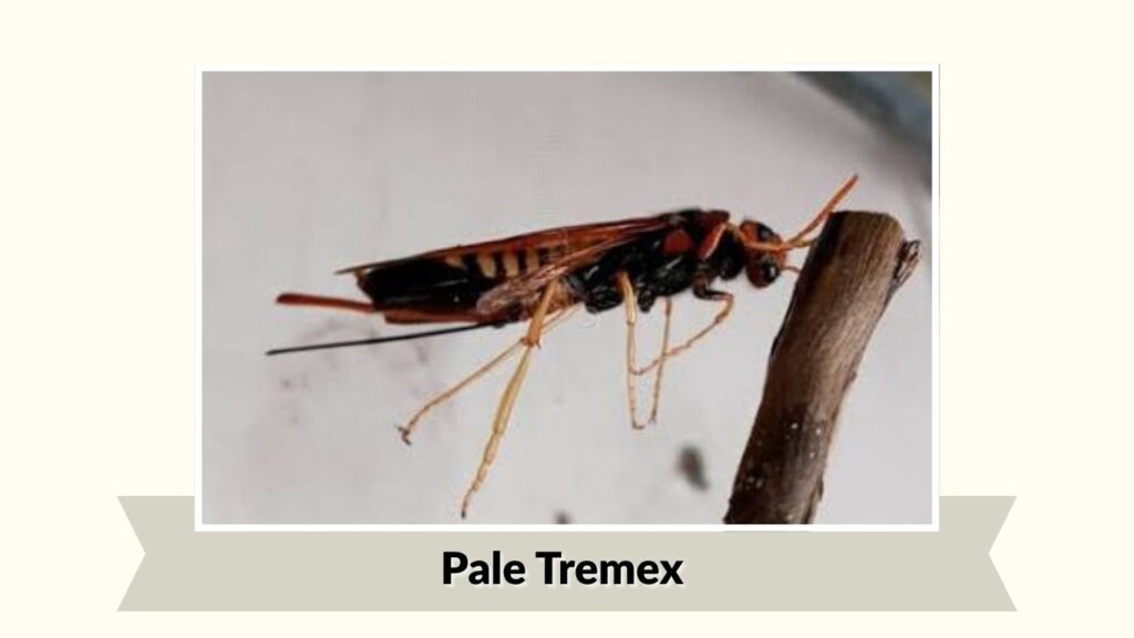 Pale Tremex (Tremex columba)