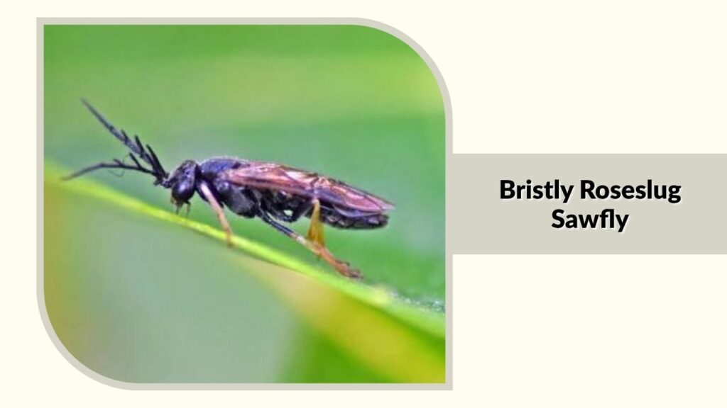 Bristly Roseslug Sawfly 