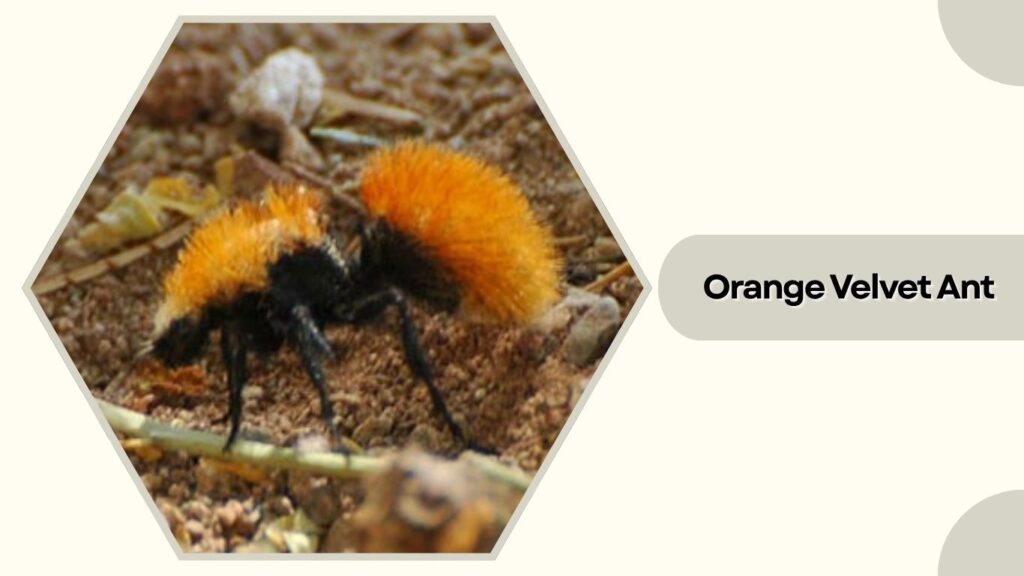 Orange Velvet Ant
