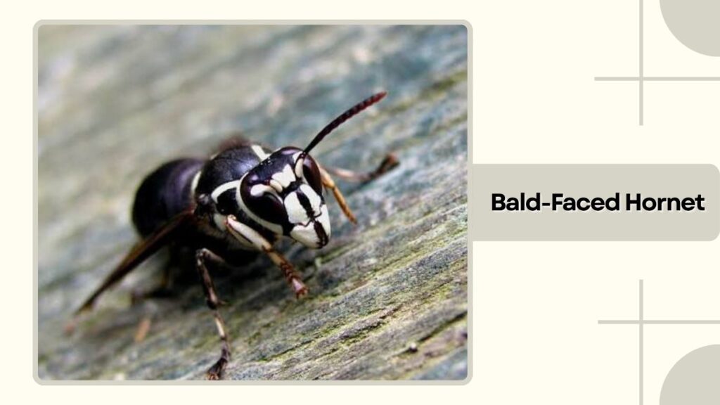 Bald-Faced Hornet