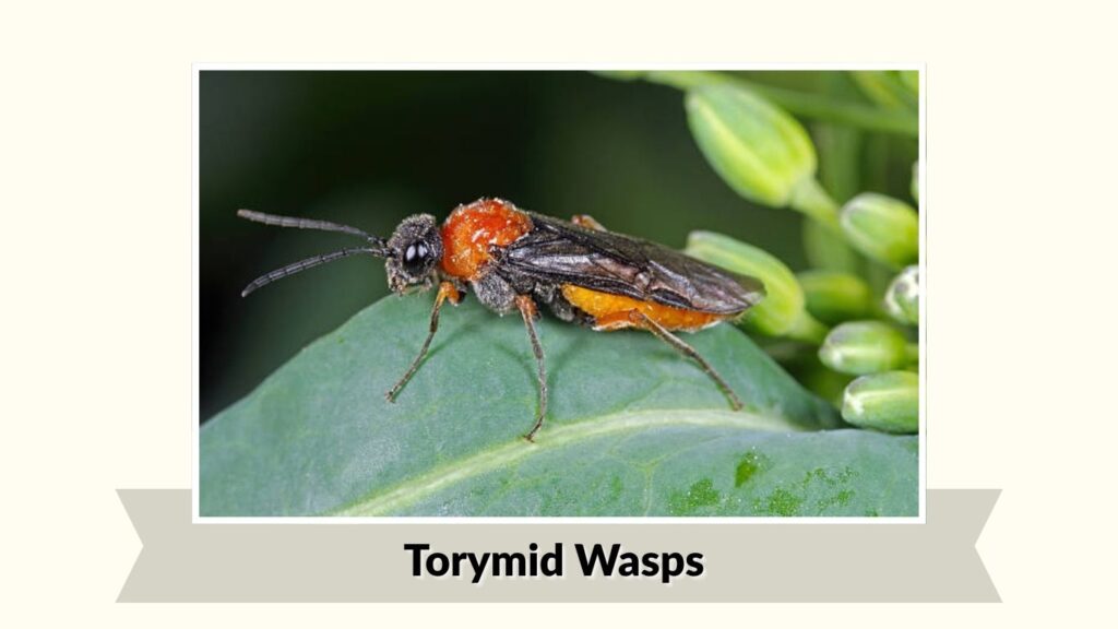 Torymid Wasps