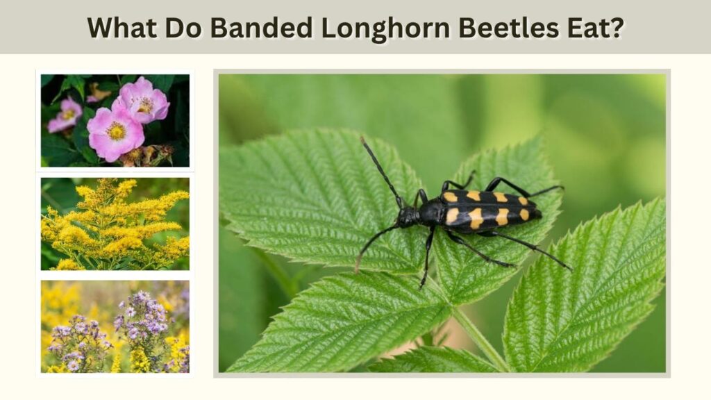 What Do Banded Longhorn Beetles Eat?