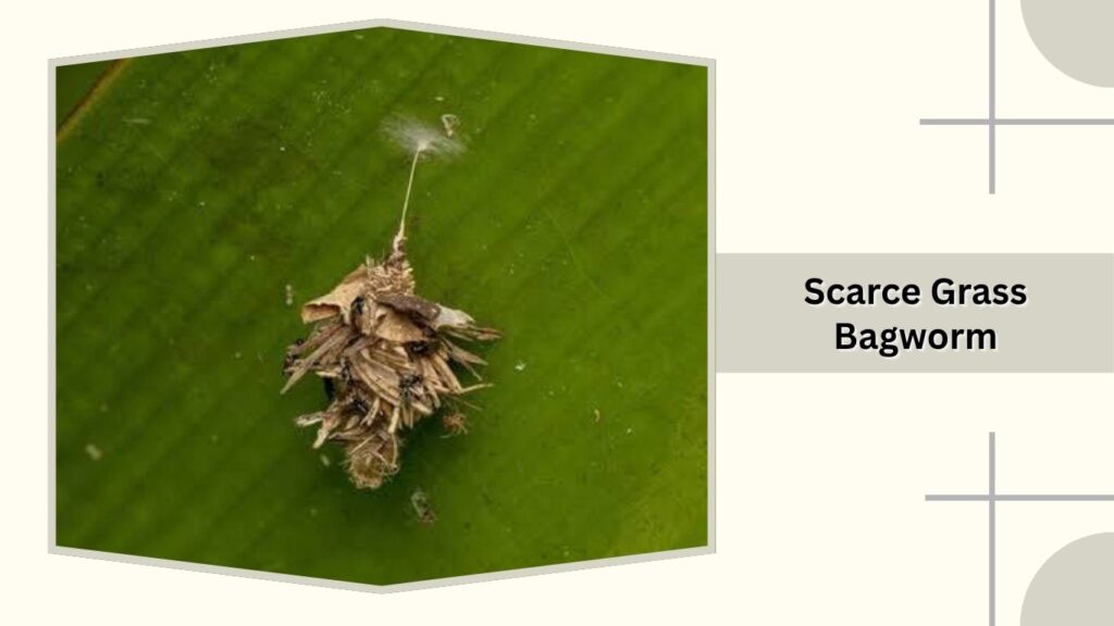 Scarce Grass Bagworm