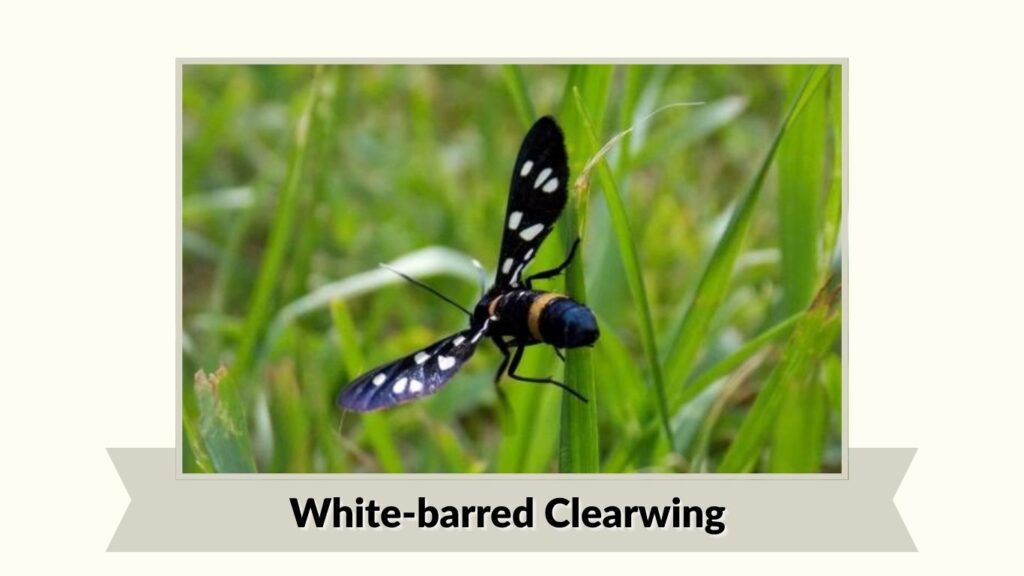 White-barred Clearwing