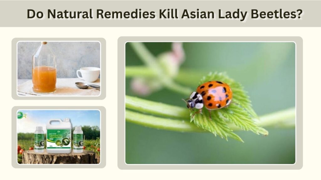 Do Natural Remedies Kill Asian Lady Beetles?