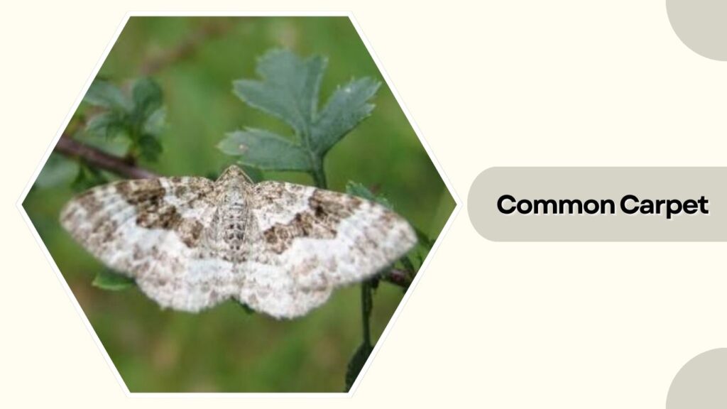  Common Carpet