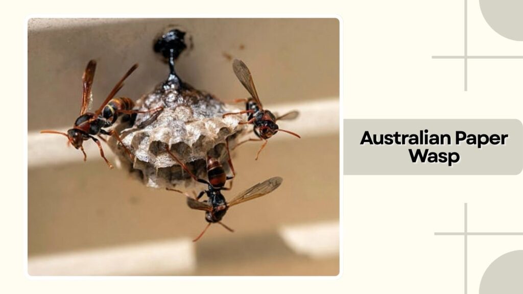Australian Paper Wasp